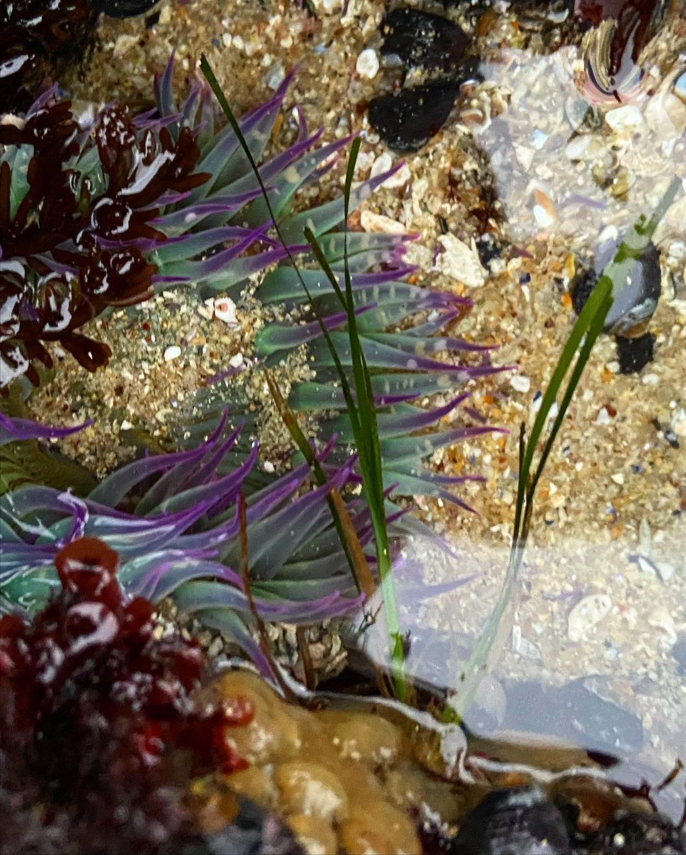 AskAlexaBlog's tweet image. Keep your friends close and your anemones closer 🙃 

These marine predators are Cnidarians and are armed with cnidocytes (stinging cells). These stinging cells are used to catch prey or as a defense mechanism against predators

#scienceeducation #conservation #adventure