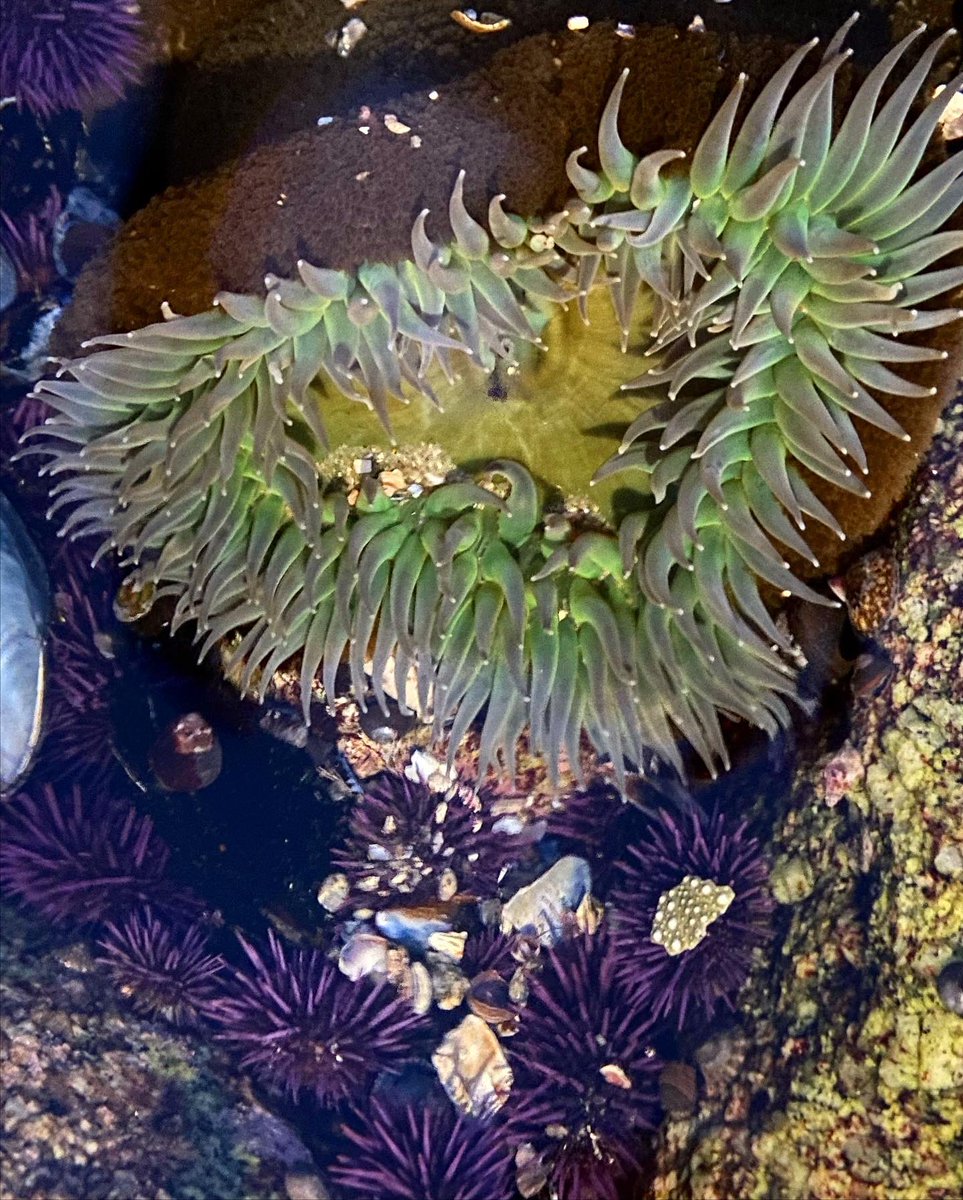 AskAlexaBlog's tweet image. Keep your friends close and your anemones closer 🙃 

These marine predators are Cnidarians and are armed with cnidocytes (stinging cells). These stinging cells are used to catch prey or as a defense mechanism against predators

#scienceeducation #conservation #adventure
