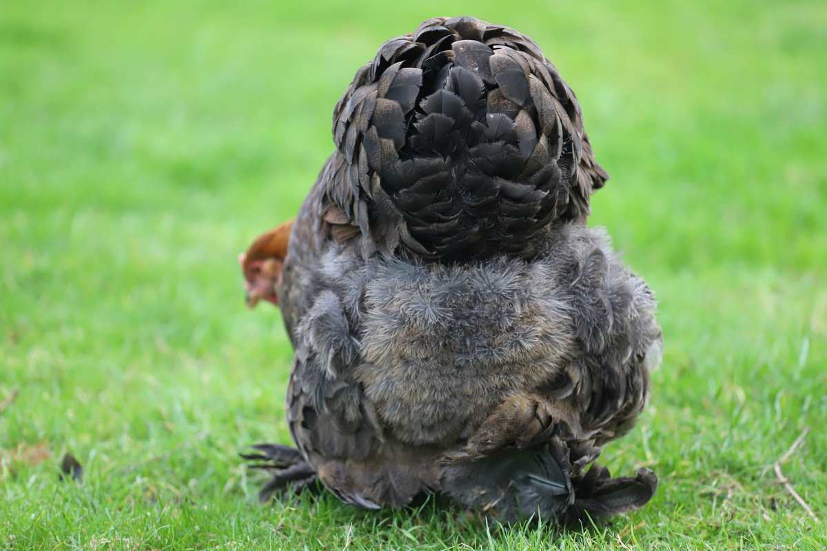 gdnsmallholder's tweet photo. @mypetchicken One of my fluffers😍 Toff the Brahma https://t.co/AVK3Fh1lYF