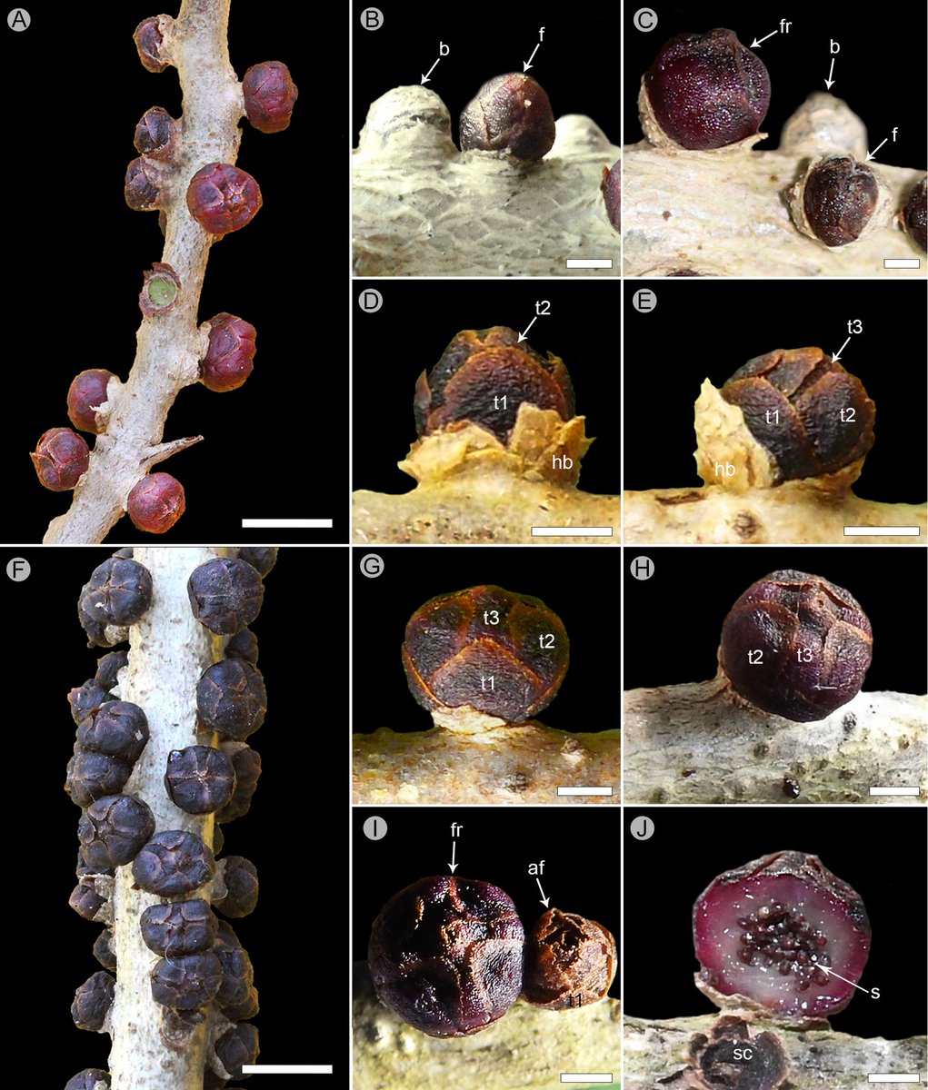 Descubren en #Calakmul planta que no hace fotosíntesis 👽

#Pilostyles maya sp. nov. 2020 (Apodanthaceae). Planta parásita que habita dentro de los tallos de #Bauhinia erythrocalyx y se alimenta directamente de su sistema vascular, es por esto que no hace fotosíntesis
#rareplants