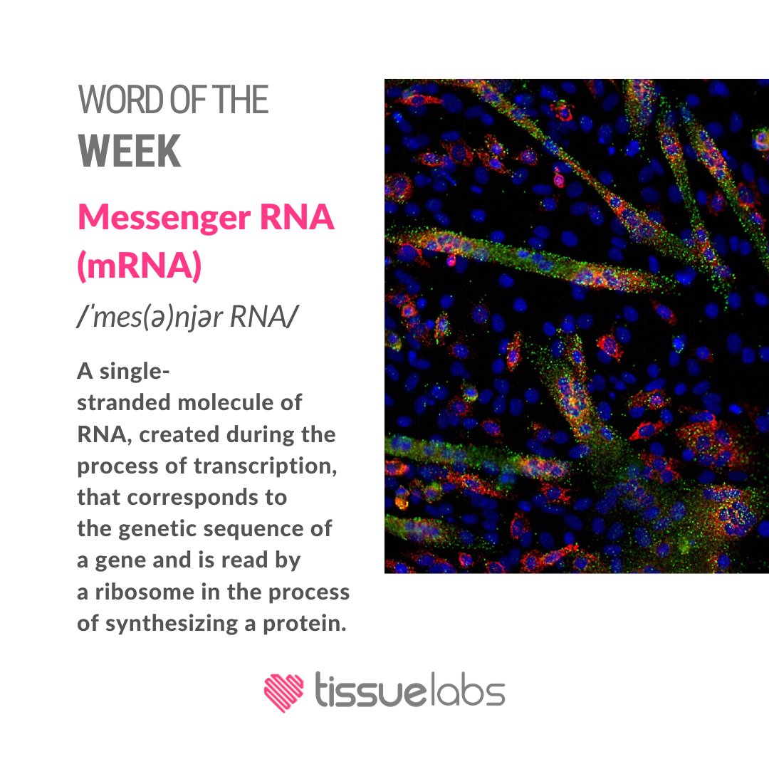 WORD OF THE WEEK: 
Messenger RNA (mRNA) /ˈmes(ə)njər RNA/
A single-stranded molecule of  RNA, created during the process of transcription, that corresponds to the genetic sequence of a gene and is read by a ribosome in the process of synthesizing a protein.

#mRNA #RNA #genetics
