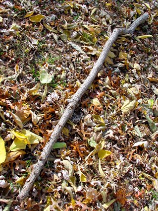 nolan_noell's tweet photo. Look!! At this Big Stick I found on the ground during my walk today!! Perfect for doing completely responsible things with and not for chasing my friends around while swinging it at them hehe woof 🐶 https://t.co/qFThOo5pjy