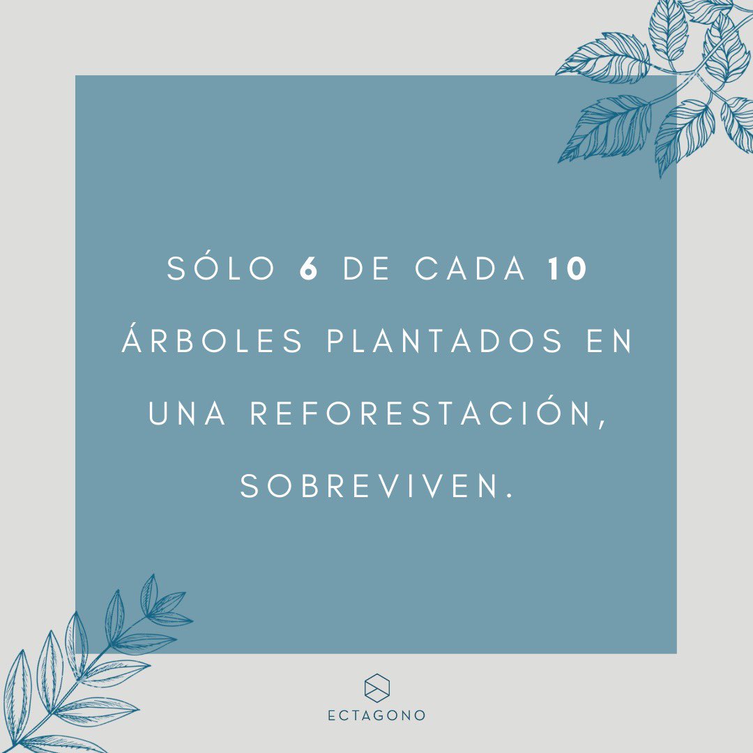 ¡Tú puedes convertirte en un guardabosques desde casa y adoptar el mantenimiento de un árbol! Te invito a entrar a ectagono.com/experiences.ht… y participar <a href="/Ectagono_/">Ectagono</a>