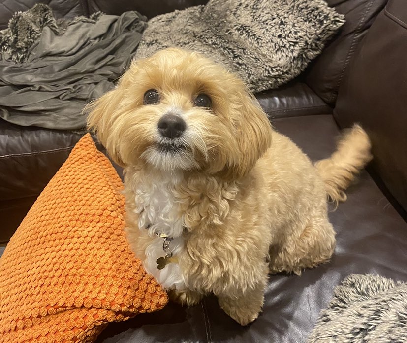 Melina_Geo's tweet photo. #FindNala LETS GET OUR STOLEN PUP HOME AND GET HER FACE EVERYWHERE! Dog theft will be NO LONGER once we’re done! A step in the right direction needs to be had! @rickygervais @mollymaehague @tomhunt1988 @P_Wicks01 @AnnaSaccone @Halcruttenden @AmberRoseGill @gregjames https://t.co/xzEAwJqYuF