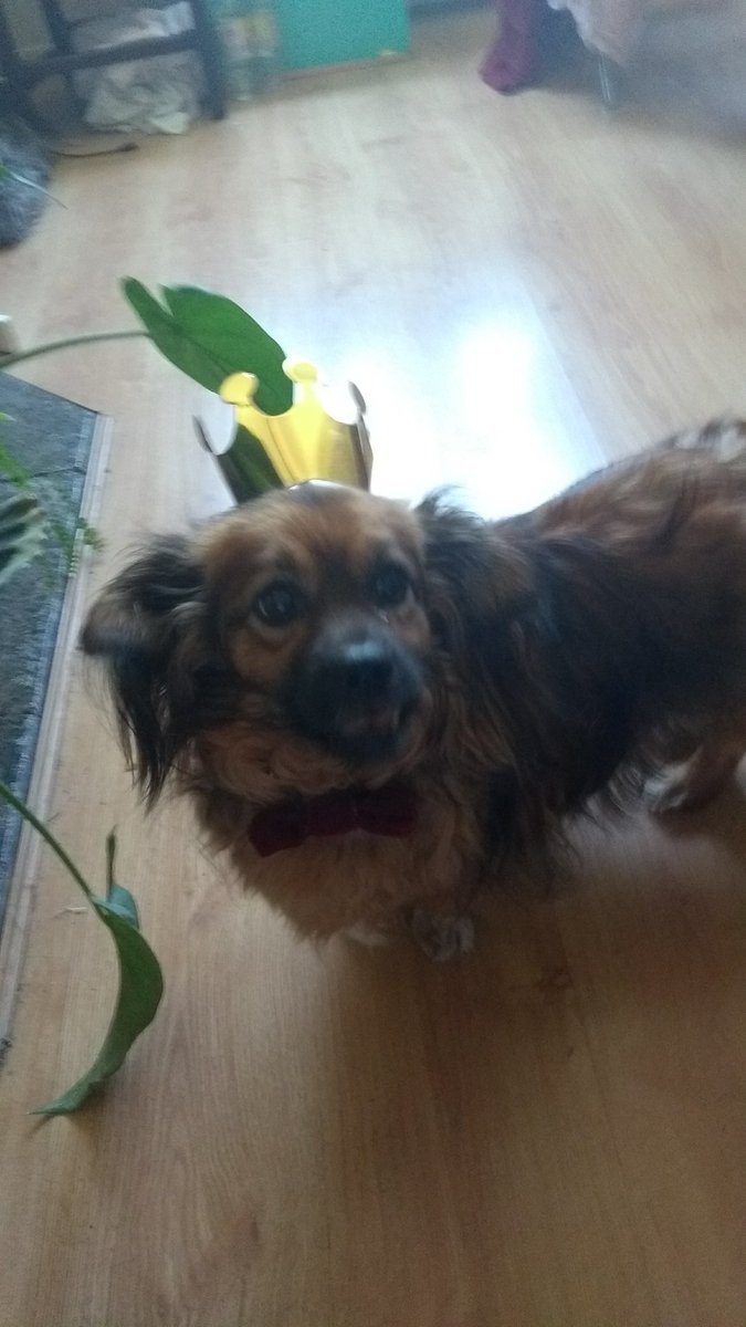 Miranda19c's tweet photo. @RMGreenwich Prince Rupert is enjoying the show too #FierceQueens https://t.co/6a8lfdPTOB