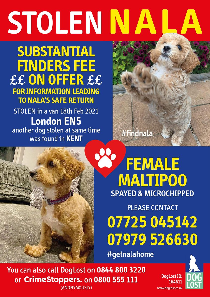 MissingPetsGB's tweet photo. #FindNala is still missing. #Barnet 

Please help @Melina_Geo get her beautiful girl home. She has been stolen and could be anywhere. She will be frightened &amp; confused. Her mum is hurt &amp; sad. Please contact if you have any information 🙏 https://t.co/WGTMk8ASQO