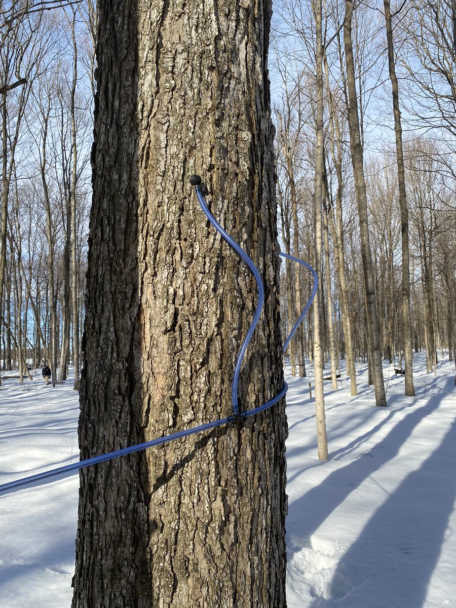 Rolling Ridge Maple tweet media