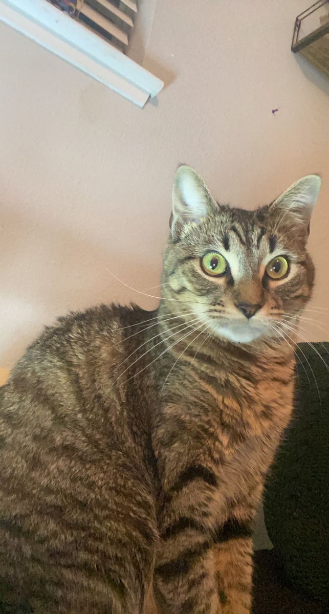 Jaceejarrett's tweet photo. Hello. If anyone sees my cat around Port Neches plssss lmk. he got out last night and i haven’t been able to find him. I live on Merriman and i’m getting scared bc the street can be really busy sometimes. https://t.co/H4vdkcco9e