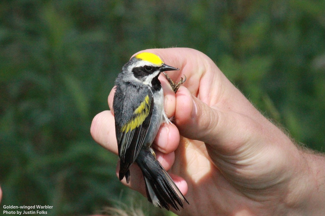 AppMountainsJV's tweet photo. An AMJV Partnership proposal was recently selected as one of 12 projects receiving more than $1.9 million in @NFWFnews grants through the Central Appalachian Habitat Stewardship Program to restore forest and freshwater habitat in central Appalachia!

https://t.co/jSc5m3m1cF https://t.co/WkQppftadw