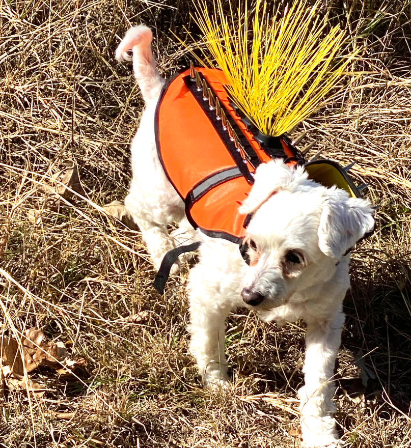 CoyoteVest's tweet photo. Hoping your weekend is full of sunshine and as bright as Parker's CoyoteVest with CoyoteWhiskers! ☀
#friyay #fridayvibes #fridayfeels #sunshine #madeintheshade #outdoordogs #dogadventures #dogpark #dogbeach #walkyourdogs #campingwithdogs #hikingwithdogs #smalldogsafety #parker https://t.co/zEHucqVycB