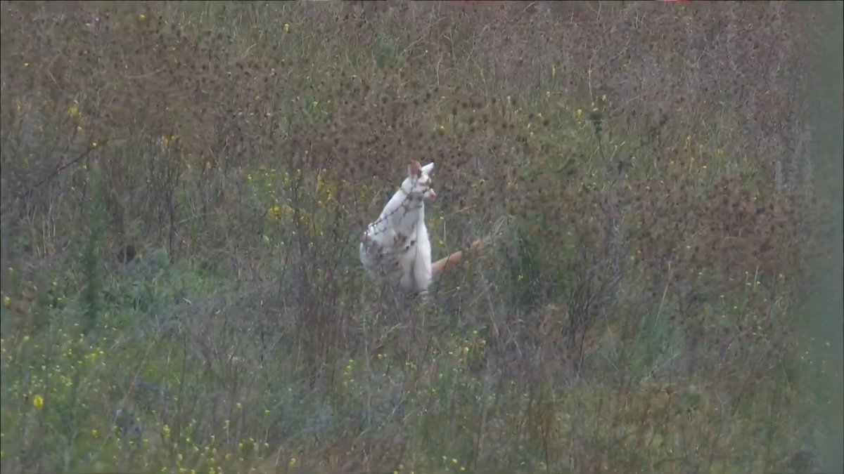 Mattzel89's tweet photo. Right, within minutes of their coverage, #Supercars have found an albino kangaroo https://t.co/ZdhxBOUSYi