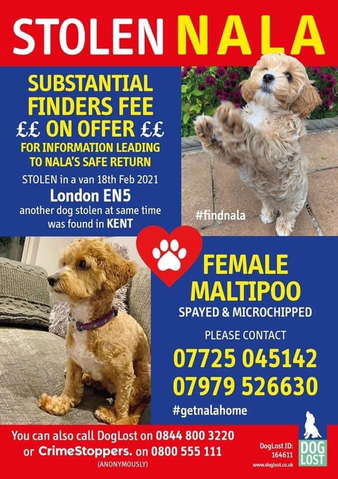 rosiedoc666's tweet photo. We really appreciate the help/shares/info that is being sent in.
It is helping us build a picture of what happened last Thursday. if you would like to 'add to the story' pls do 
☎️Nala's owner 07725 045142
DogLost 01633 673859 (anonymously)
Crimestoppers 0800 555 111
#findNala https://t.co/RRKZ0gtyYP