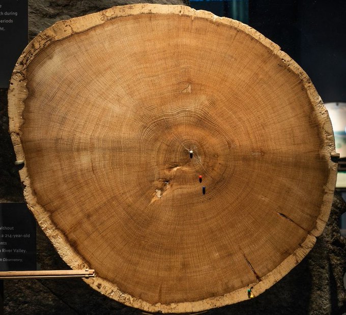 Head on shot of a slice of the inside of a tree trunk. It's light brown with a lot of thin rings coming from the center to the outer edge.