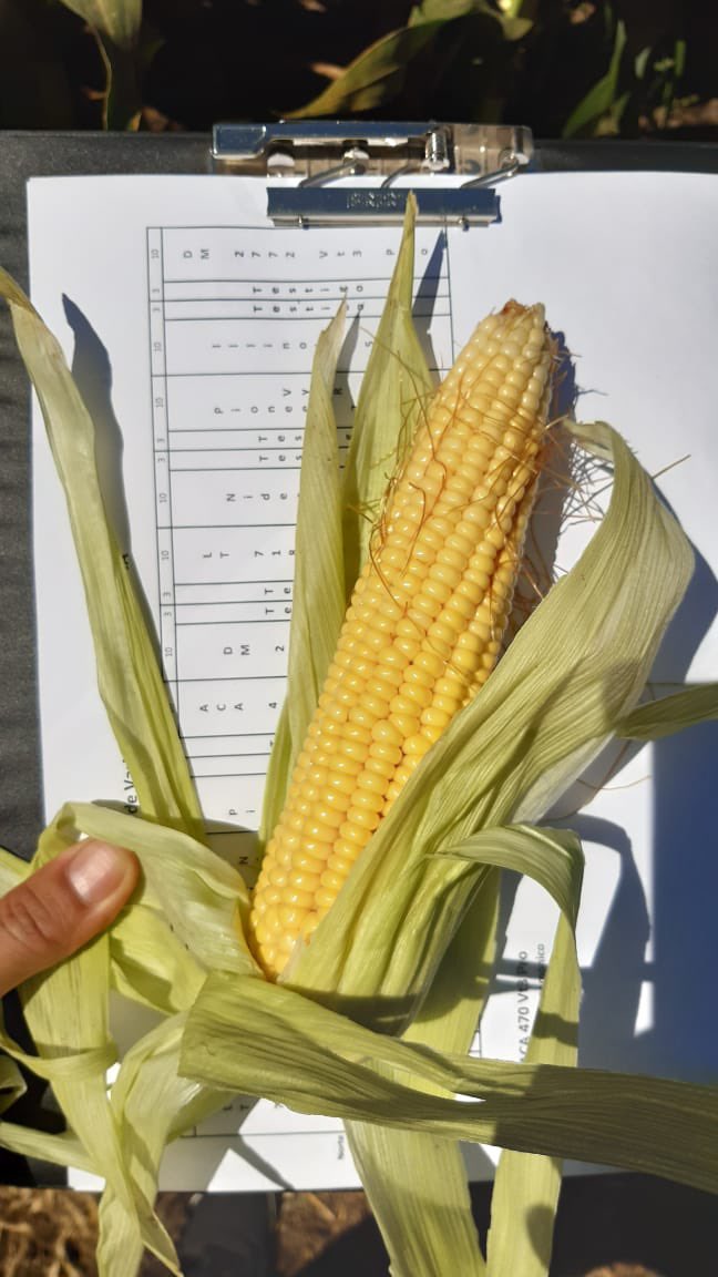 SchangAgroVet's tweet photo. Ensayo en Est La Cubana / Las Flores
 @LaTijeretaMaiz #LT718VT3P PRO - #LT719VT3P PRO
Fecha siembra :30 de nov-62mil pl/ha. Excelente estado(tanto en malezas cómo en enfermedades)
Se lo fertilizo con 90L de solmix.
Equipo Siembra: Elíseo Zavala 
@sebanfernandez 
#ingraulmartin https://t.co/xZ5yKoxQK3