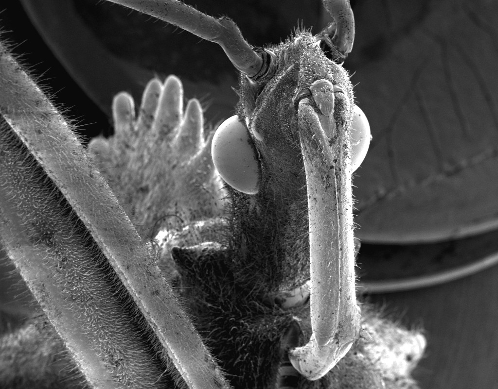 OklaUglybug's tweet photo. Yikes!  Another Wheel Bug!  This one is from Rattan Elementary School in Rattan, OK  Here's lookin' at ya! https://t.co/MjoMWFsqwS