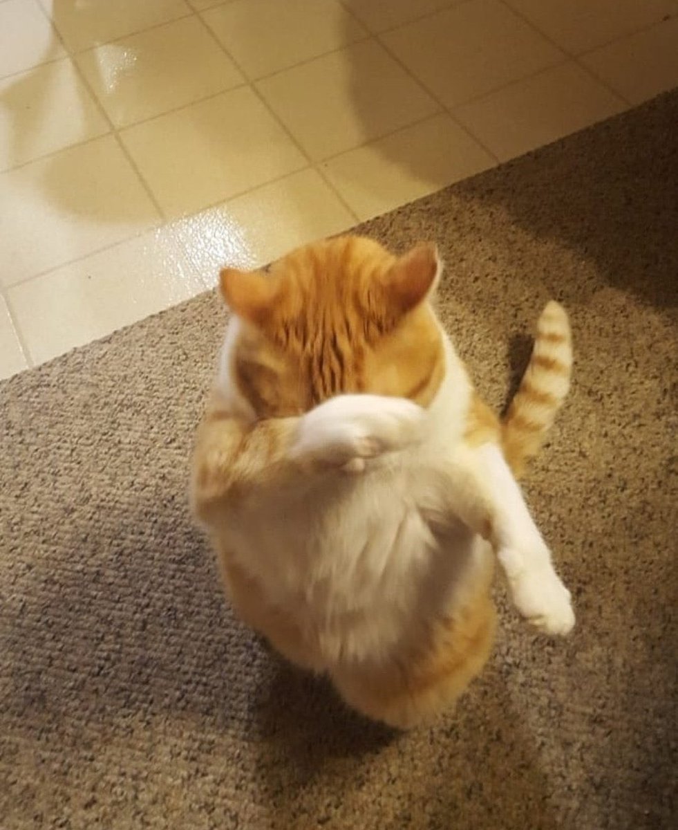 aman aman aman kim geliyor kral geliyor kraliçe geliyor