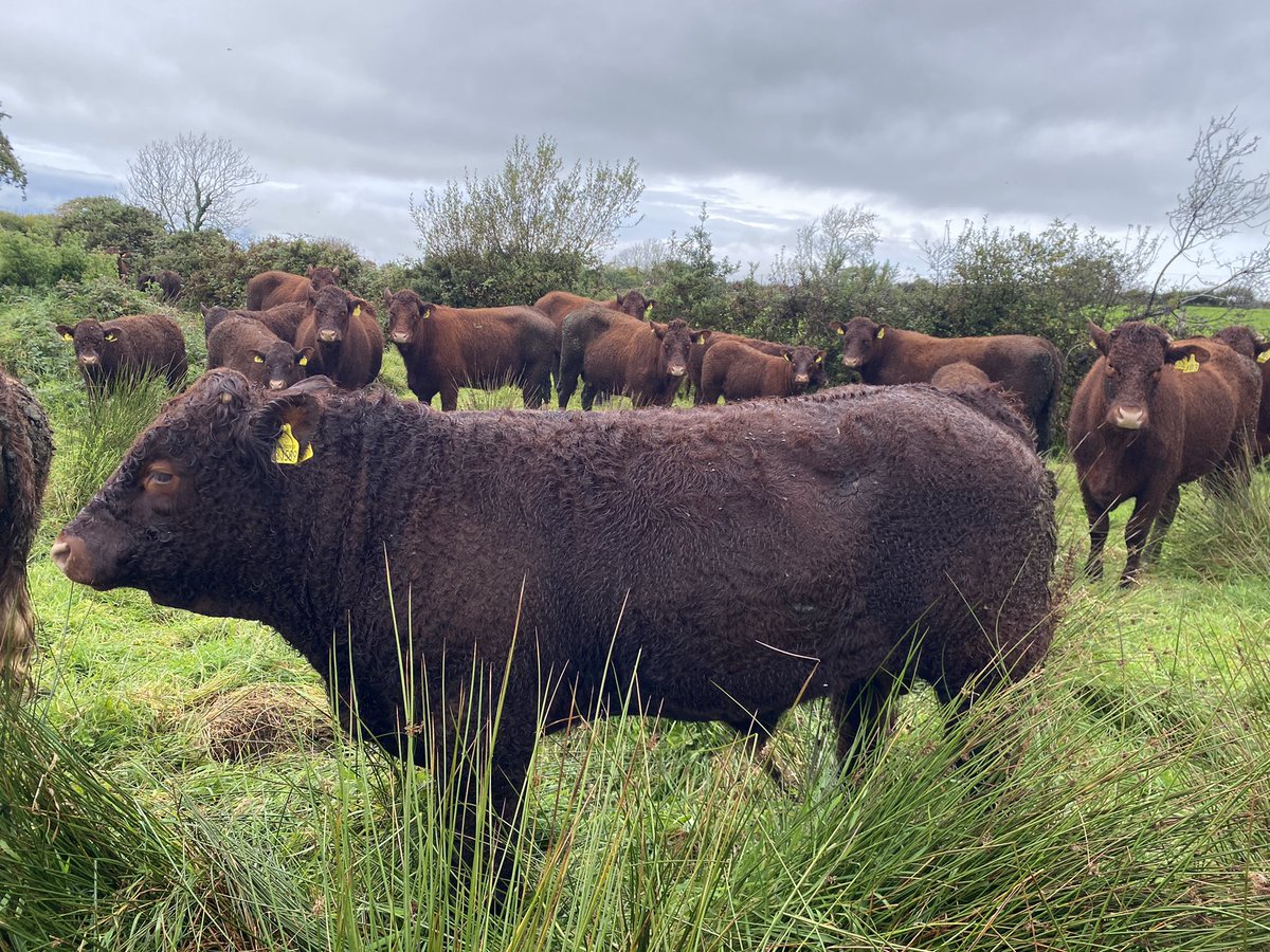 Wernol Penderyn promising 13 months old bull sold to Northen Ireland 👌🏴󠁧󠁢󠁷󠁬󠁳󠁿🥃