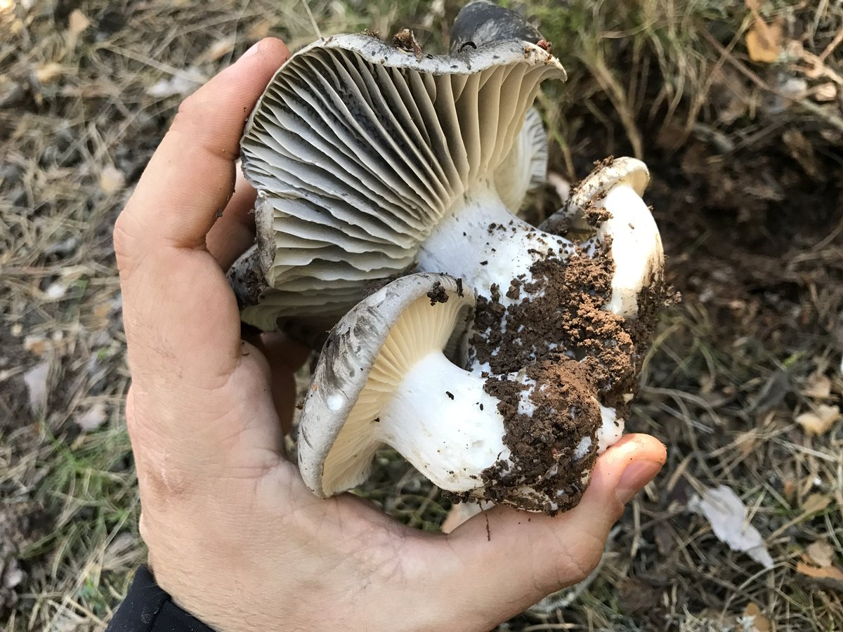 Como se presentan los marzuelos?