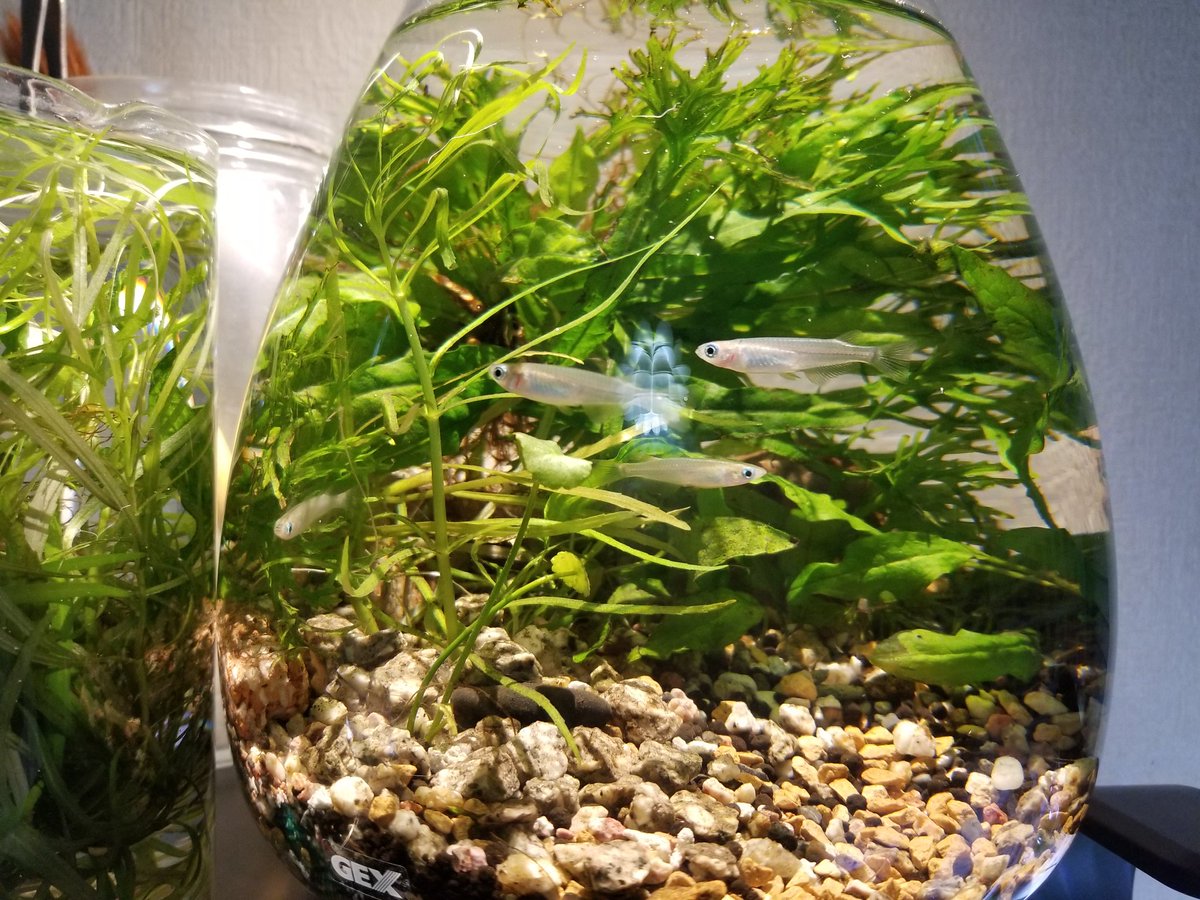 sナオ 水草もメダカ達も生き生きしていて素敵なボトリウム 綺麗 ですねー ボトルも透明感バッチリ sナオ 水草もメダカ達も生き生きしていて素敵なボトリウム 綺麗 ですねー ボトルも透明感バッチリ