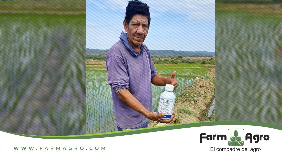 FarmagroEc's tweet photo. Nuestros agricultores prefieren #DivixtonNeo para controlar las principales malezas gramíneas, ciperáceas y hojas anchas en el cultivo de arroz.
Adquiere nuestros productos en cualquiera de nuestras sucursales o distribuidores autorizados a nivel nacional.
#ElCompadreDelAgro https://t.co/E3heOCbYYo