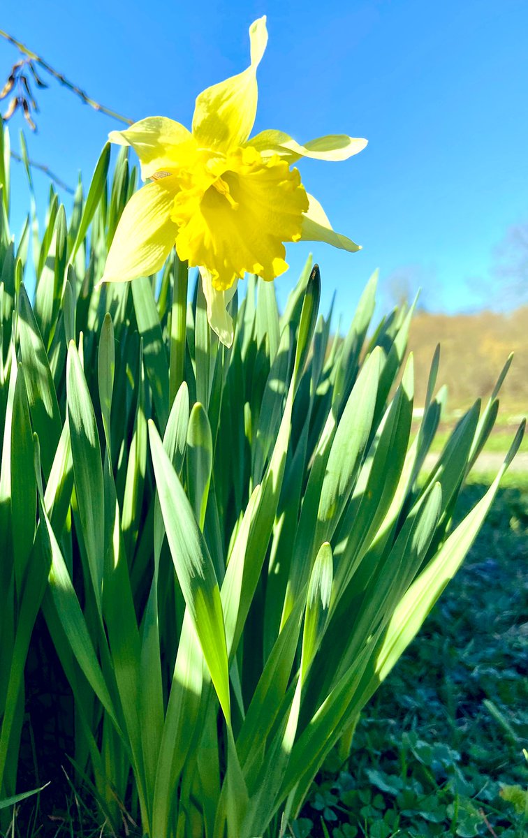 AllingtonCstle's tweet photo. The first blooms of spring make our hearts sing! #SpringIsComing #AllingtonCastleEstate #FridayFeeling https://t.co/dVxKlqAgZZ