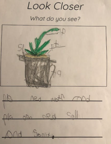 MrsVu220's tweet photo. Ss were asked to observe plants and record like a scientist. Then Ss were asked to create plant art like an artist. We discussed how perspective can change our thinking. #pyp @nrayzor #perspective #pypearlyyears #kindergarten https://t.co/tQIqOf2WdR