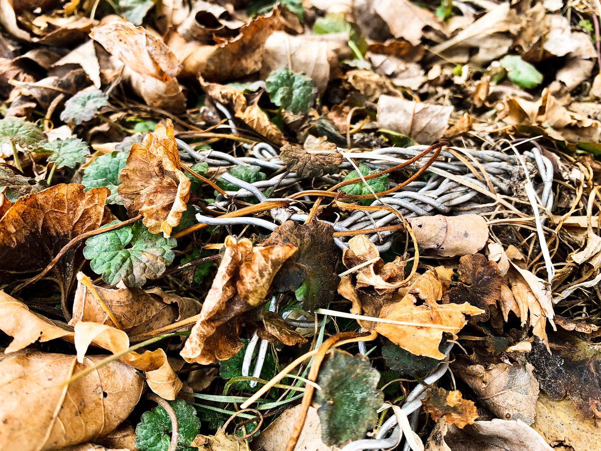 dwdewees's tweet photo. I found myself captivated by the patterns and texture today. #NebExtNature https://t.co/kMctTQDpvx