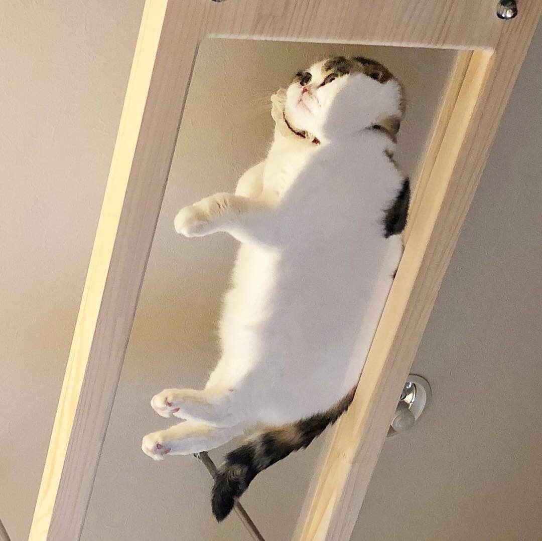 PKaszycki's tweet photo. Koty na szkle 🐾🐾 #catsonglass https://t.co/JT1dO7CirR
