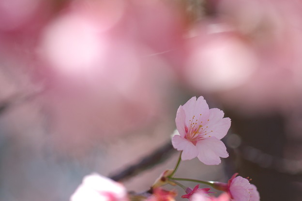 366日の花個紋 V Twitter 2月27日の花個紋 割り大寒桜 わりおおかんざくら 個意ことば 思慕 生涯多くの人を思い 慕われる人 今日の花個紋はこちら T Co W7gnsvttce 誕生日 徳永英明 蓮佛美沙子 Hanakomon 花個紋 T Co Epcbdbcvs7