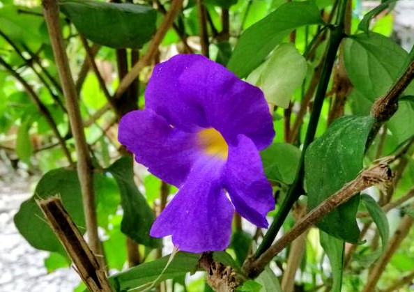 Another beautiful thumbergia. The bush clock vine (Thunbergia erecta) has rich, dark purple colors with velvety flowers. This herbaceous perennial is also slightly fragrant.
#herbaceousperennial #Thunbergiaerecta #bushclockvine #flowers #gardenideas