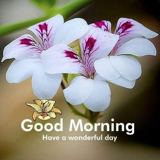 AnilReja's tweet photo. #Nar #Ho #Na #Nirash #Karo #Man #ko #National #Poet #Maithli #Sharan #Gupt #Bharat #Bharati
#Bhul #Gaye #Hum #Unko but
@narendramodi #Ne #Yaad #Rakha @myogiadityanath @PiyushGoyalOffc @nstomar @impooja23 @induparihar2 @Sabhapa30724463 @KiranSi27813888 di @ALOKPATWARI https://t.co/KG05XJue3O