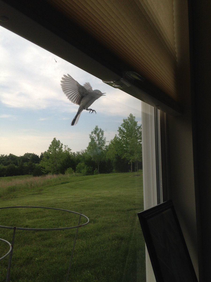 StephanRBarnard's tweet photo. Henry Wingsworth Longfeather #AnimalAuthors https://t.co/7ZwTmCxmZD