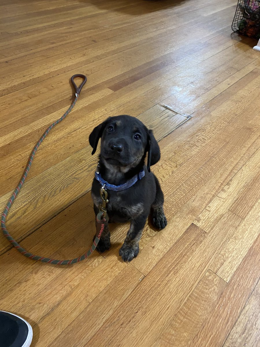 MuurmC's tweet image. Meet my new Labrador puppy Bernie!