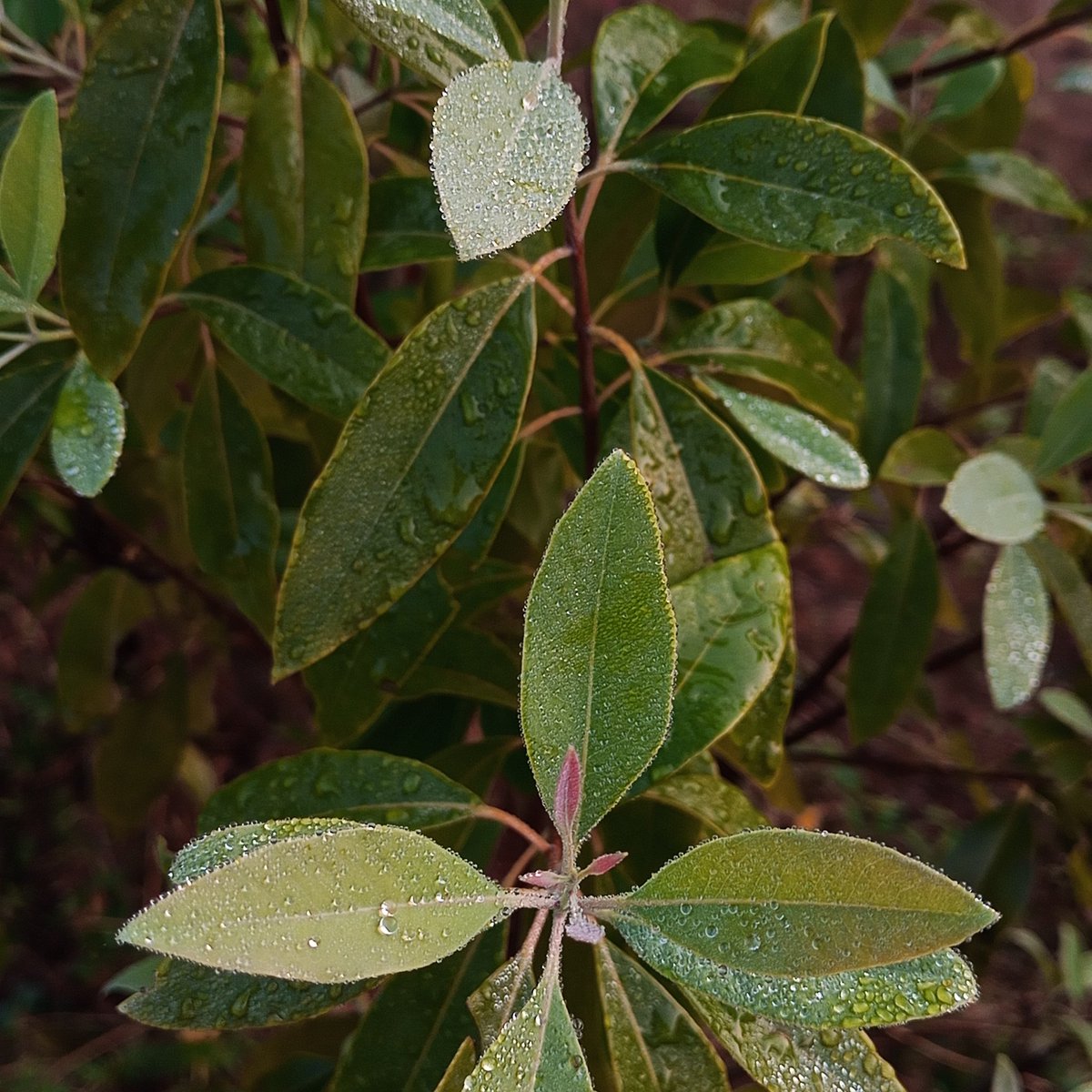 RajeshHegdeBlr's tweet image. Shot On @Micromax__India  #InNote1