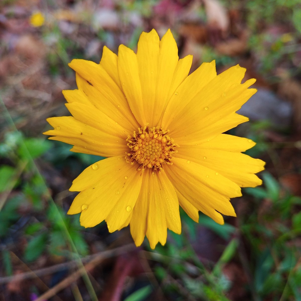 RajeshHegdeBlr's tweet image. Shot On @Micromax__India  #InNote1