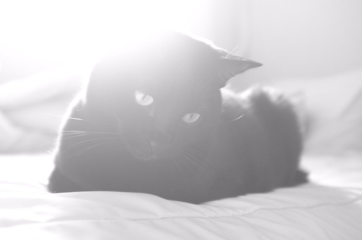 blacksesame_'s tweet image. ☀️😸