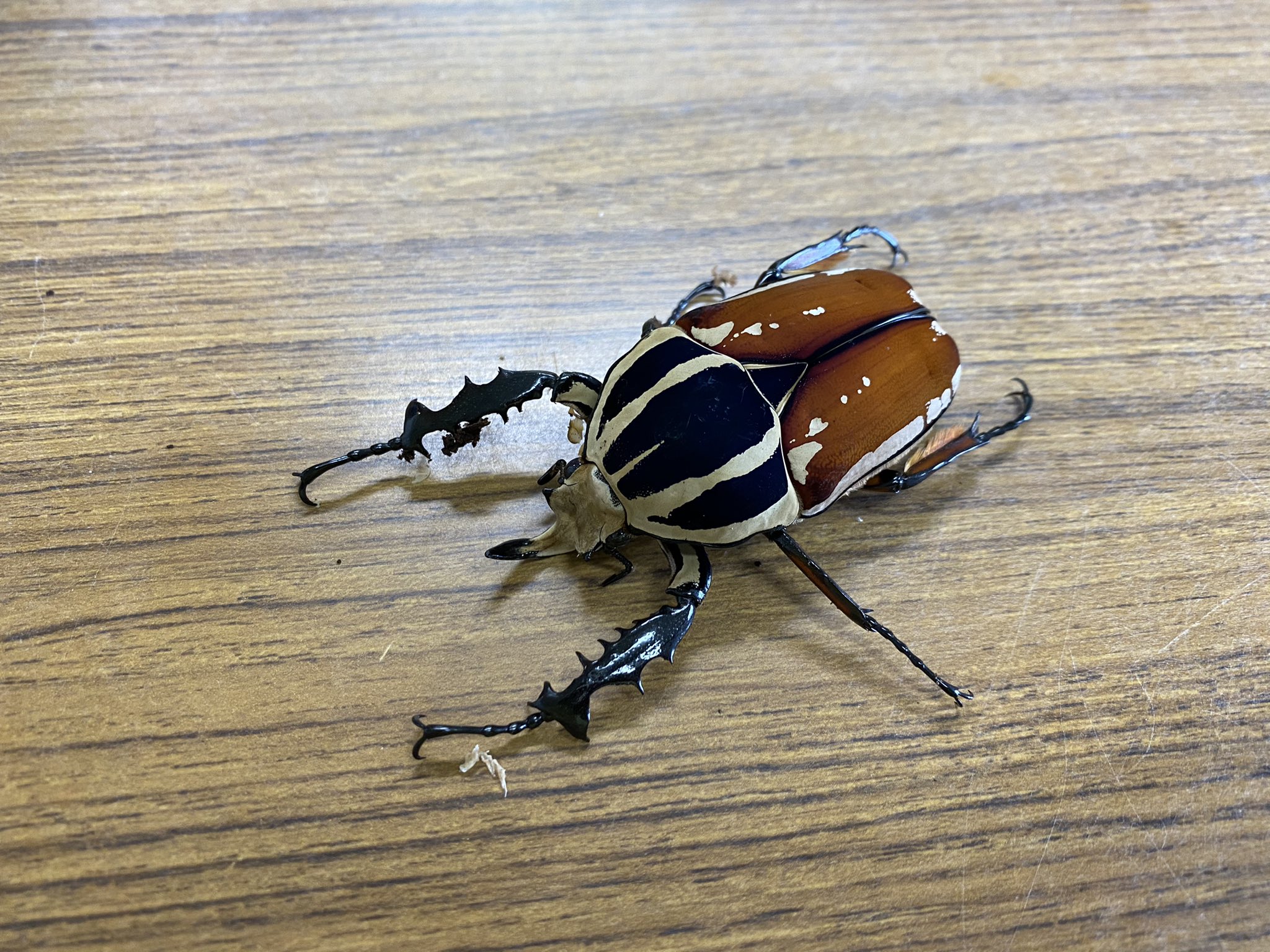 竜洋昆虫自然観察公園 公式 かっこいい虫が きた T Co Knqcicamei Twitter