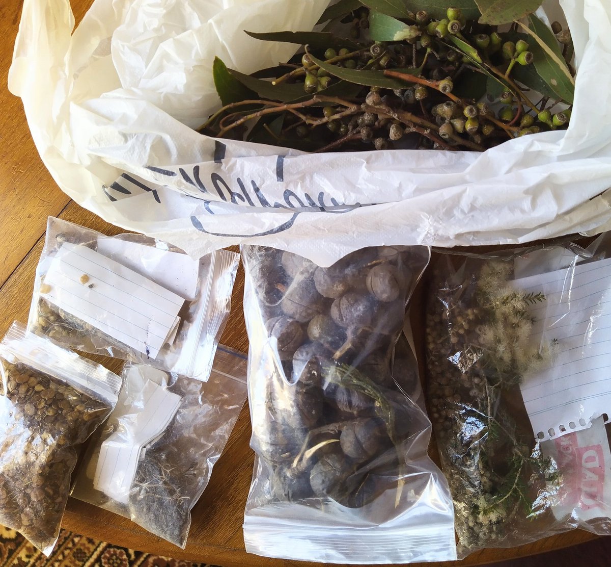 QamNas's tweet photo. Collecting seeds this weekend at the family farm, up in the Mid-North! Planning to do some reveg with these locally native species 💚🌱 #Hakea #Melaleuca #Callitris #Eucalyptus #Senna #OzPlants #Botany https://t.co/t1ZzWsauQB