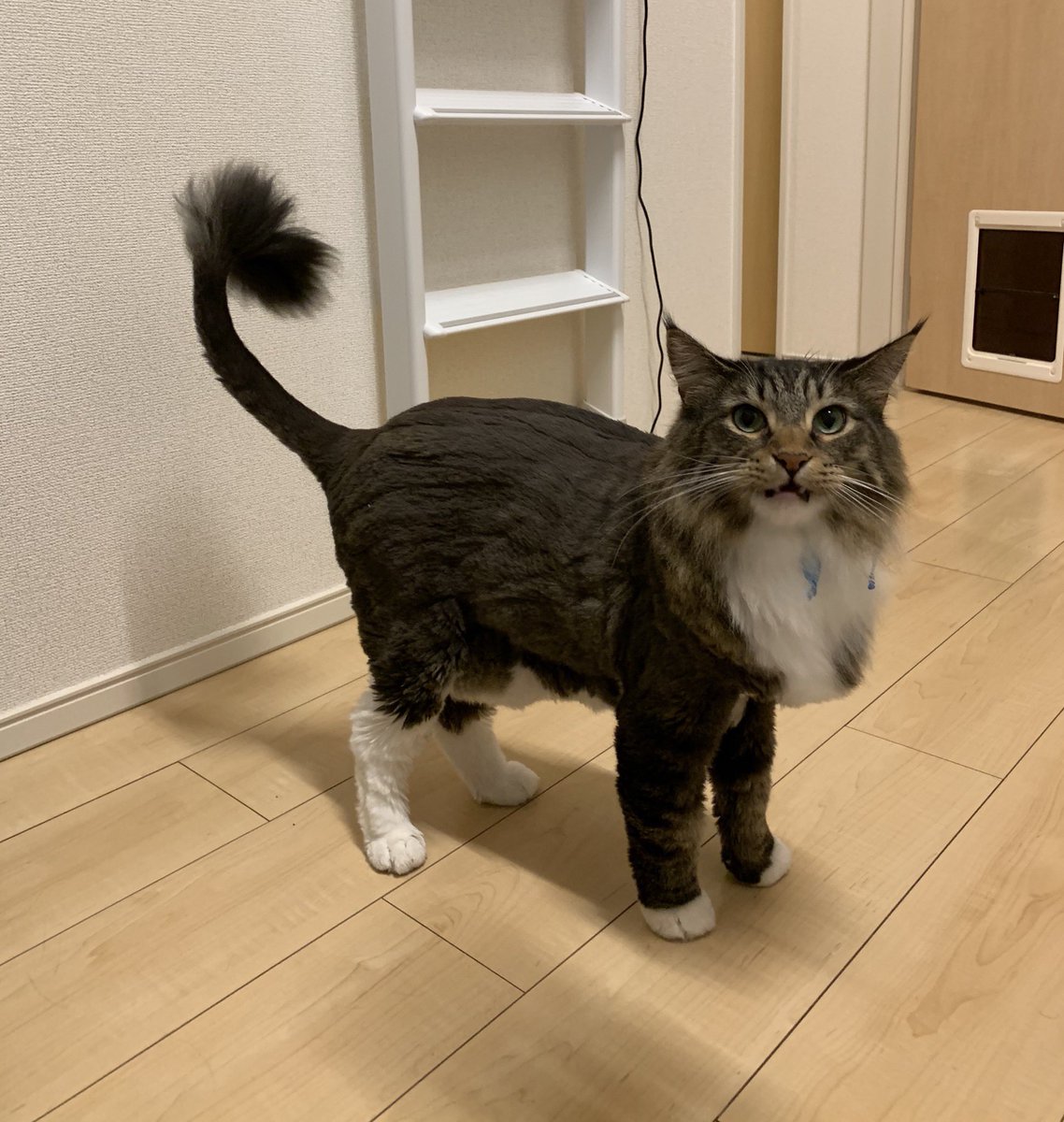 【MIC】タケ tweet media