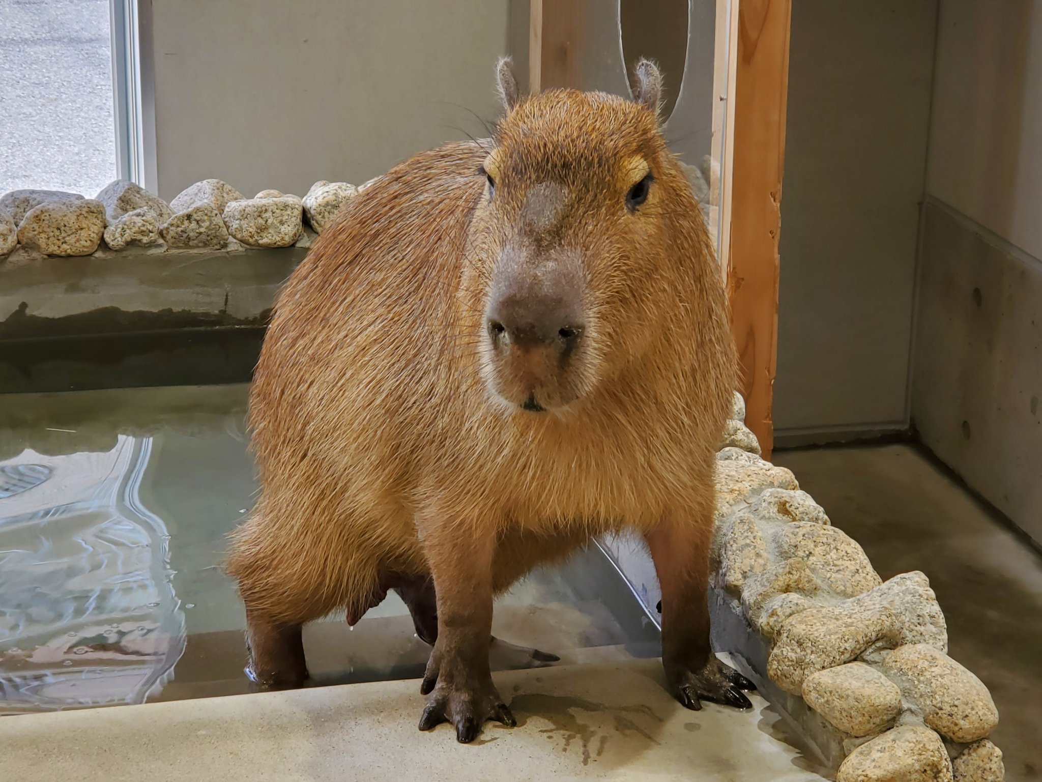 公式 名古屋eco動物海洋専門学校 Ar Twitter 足下をよく見ると 手形 足形 も可愛いカピバラのカブくんでした 名古屋eco 動物 海洋 専門学校 カピバラ 癒しの輪を広げよう T Co 8xwpgyvhsz Twitter 公式 名古屋eco動物海洋専門学校 Ar Twitter 足下をよく見ると 手形 足形 も可愛いカピバラのカブくんでした 名古屋eco 動物 海洋 専門学校 カピバラ 癒しの輪を広げよう T Co 8xwpgyvhsz Twitter
