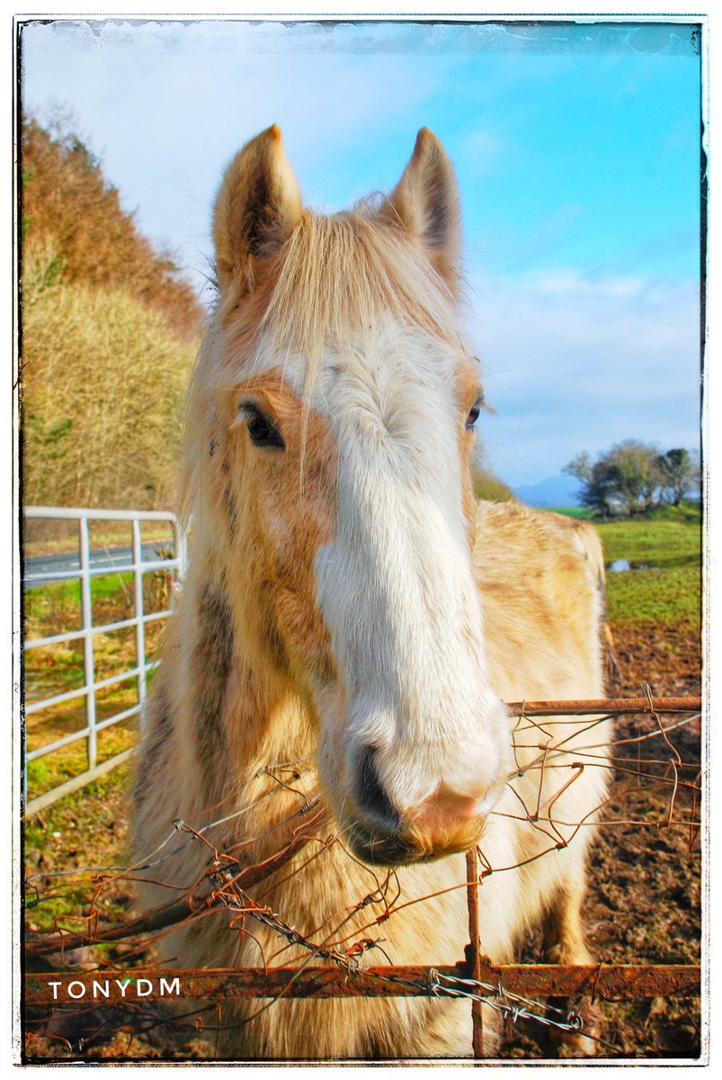 AerialTdm's tweet photo. @BritishHorse @WYPHorseWatch @HorseNorthWest @NorthwestHorse1

This horse loved the camera today! https://t.co/nlJ0EaB4wT
