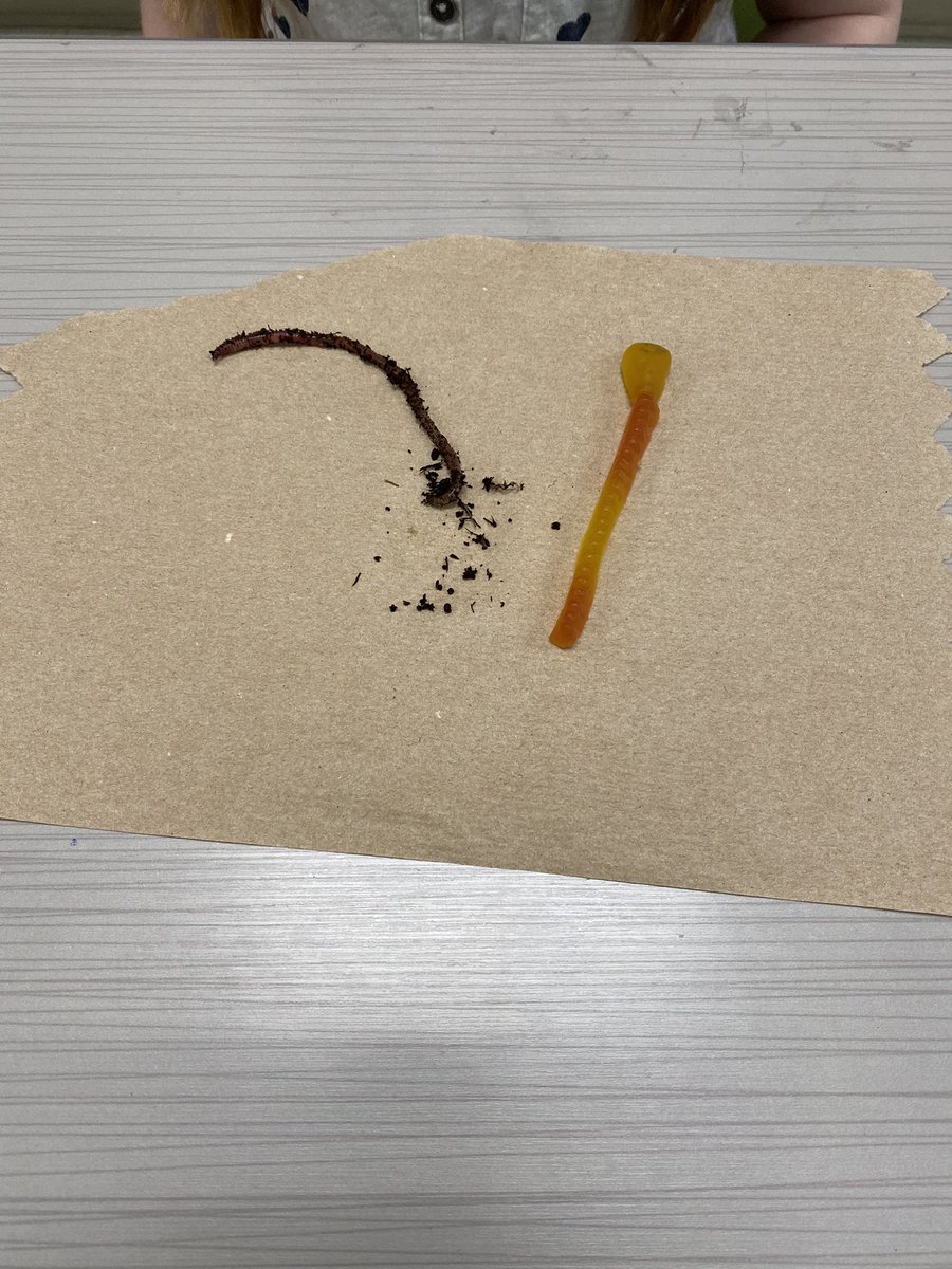 Angie Morrison tweet media