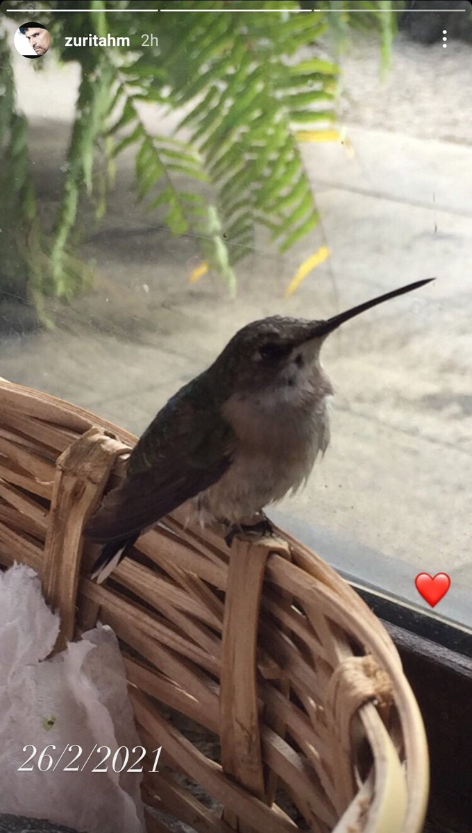 ChristianB_Team's tweet photo. "El colibrí representa la resurrección de las almas. Dicen que cuando una persona parte puede volver en forma de colibrí para despedirse de sus seres queridos, demostrando bienestar y trascendencia espiritual. Puede tener contacto con las almas para poder ir con la persona amada" https://t.co/SJAirDYTLW