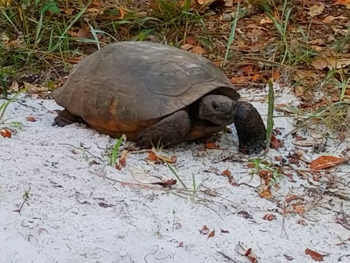 bufotwist's tweet photo. @MaxChesnes Some gopher tortoises pics from my yard today. #herping #gopheruspolyphemus https://t.co/7CA7QhcJbE