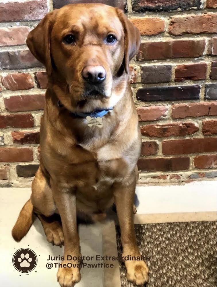 TheOvalPawffice's tweet photo. 🐾If it wasn’t for @ClareLockeLLP’s pawdorable #Gipper, we wouldn’t have been let out of the doghouse, so we are pawppointing Gipper as our #JurisDogtor #Extraordinaire. Thank you, Gipper, for being a great pawttorney and for helping us, pro bone-o even! #RoundOfApaws pls! https://t.co/CWs9tM12SO