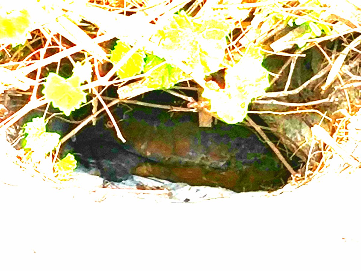 bufotwist's tweet photo. @MaxChesnes Some gopher tortoises pics from my yard today. #herping #gopheruspolyphemus https://t.co/7CA7QhcJbE