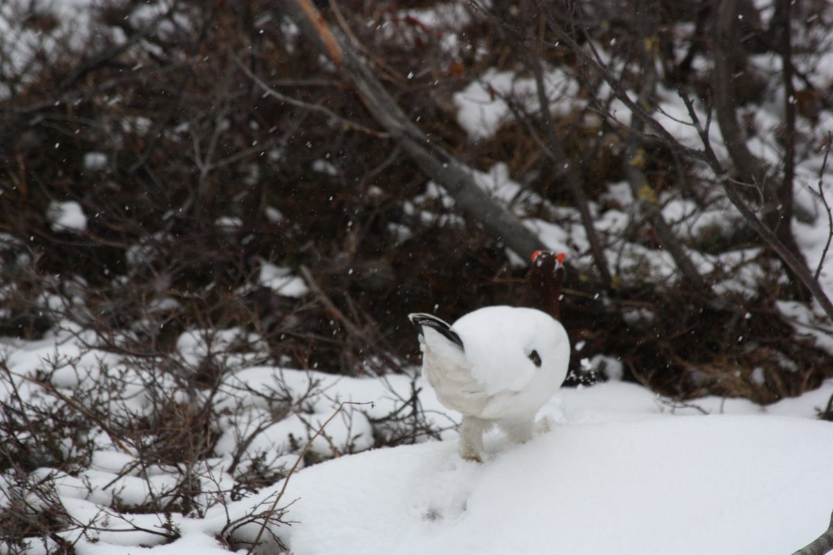 DenaliNPS tweet picture