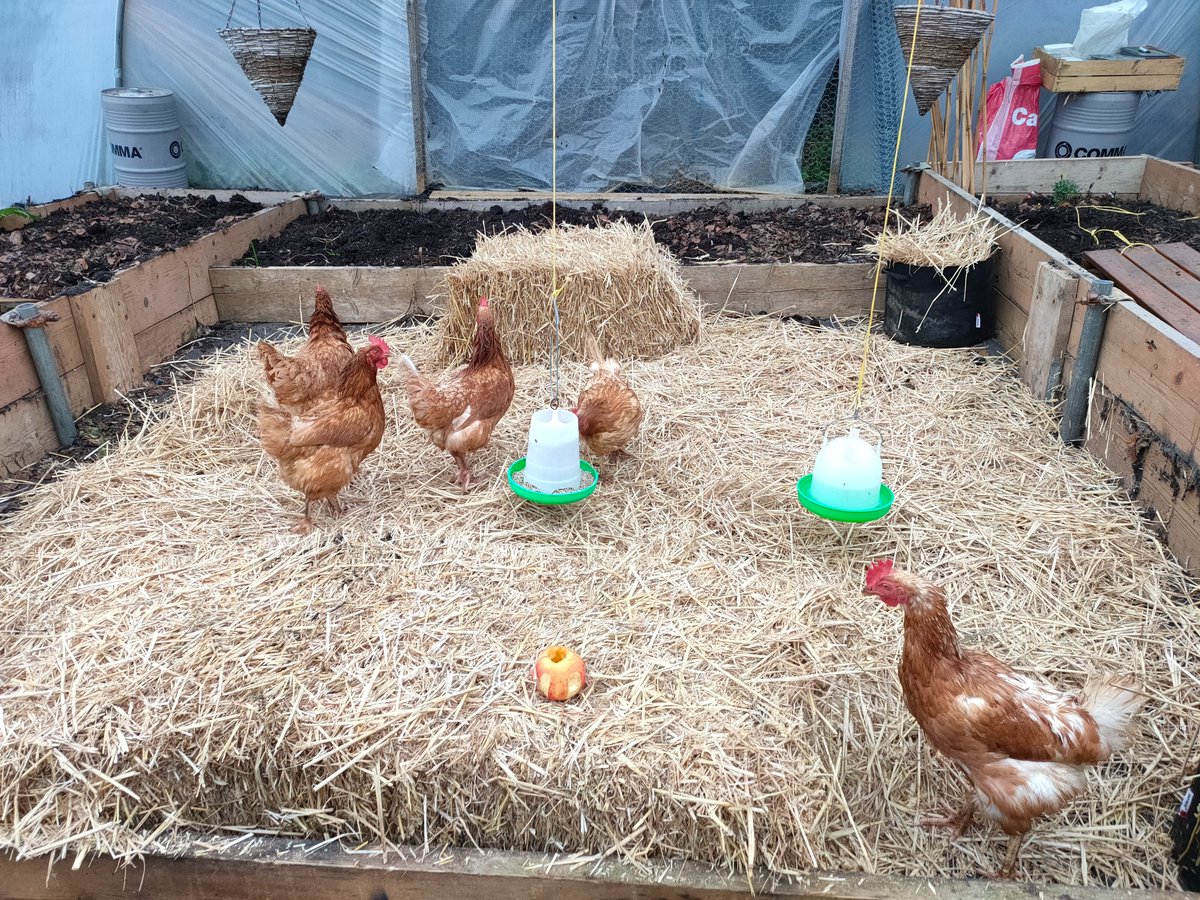 Another great example of housed #Poultry with lots of enrichment – straw bales, earth for scratching, fruit & hanging baskets to perch on. You could add a mirror or play music! Listen to this webinar for more tips: https://t.co/lzQQhloe6o #HappyHens #Enrichment #BirdFlu https://t.co/QtvgAqIQRK
