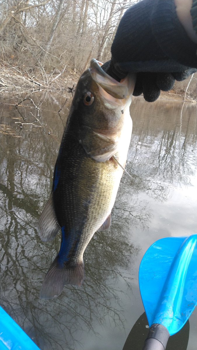 ColdBeerKayakin's tweet image. An Indiana bass in February? I'll take the first of the year #bassfishing #kayaking #indianaoutdoors #pelicankayaks #sponsorme #googansquad