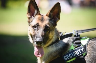 Adapt Security Manned Guarding Ltd adaptsecurity.co.uk
#securityservices #securityguards #securityindustry #retailsecurity #guards #academicsecurity #collegesecurity #schoolsecurity #educationsecurity #securitydogs